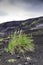 Grass colonising a bleak lava landscape