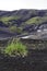 Grass colonising a bleak lava landscape