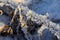 Grass covered with crystalline frost during winter frosts