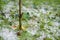 Grass covered with hailstones after hailstorm