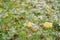 Grass covered with hailstones after hailstorm