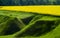 A grass-covered ravine at the edge of a blooming rapeseed field