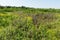 Grass-covered sand dunes