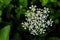 Grass, cow parsley, wild chervil, wild beaked parsley, keck