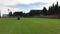 Grass-cutter cuts green grass on football field