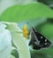 Grass demon butterfly is collecting nectar and helps to pollination