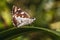 The Grass Demon (Udaspes folus) butterfly