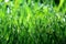 Grass, dew, drop, freshness, natural background is green