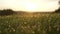 Grass with dew drops. Blurred Grass Background With Water Drops closeup. Nature. Green Spring Environment concept. Slow motion. Su