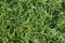 Grass with dewdrops viewed from above