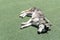 on the grass.,Dog sleeping on the grass floor with copy space for text., animal concept