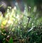 Grass, drop, freshness, natural background is green