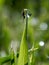 Grass , drop and spider