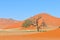 Grass and dune landscape near Sossusvlei, Namibia