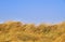 Grass dunes against a blue sky