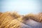 Grass in the dunes of Denmark