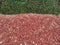 grass edge red garden mulch wood chips cut woodchips groundcover landscaping backyard