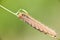 Grass Eggar Caterpillar