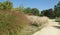 Grass eragrostis spectabilis in a landscaped park in summe