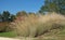 Grass eragrostis spectabilis in a landscaped park in summe