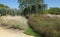 Grass eragrostis spectabilis in a landscaped park in summe