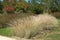 Grass eragrostis spectabilis in a landscaped park in summe