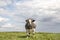 Grass fed beef cow, stands in a meadow under a blue sky, mottled coated, dapples, front view, far horizon, under a blue sky in