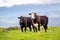 Grass fed cattle on a green meadow, looking at the camera, south San Francisco bay area, San Jose, California