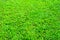 Grass field background