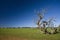 Grass field with bizarre dead tree