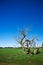 Grass field with bizarre dead tree