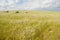 Grass field with clouds overhead