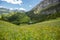 Grass Field in the Dolomites. Beautigul Flowers in the Alps with Mountains in the Background and colorful Flowers in the