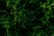 Grass field flowers background dark green. Tropical thickets. Mysterious world of flora. The secret forest. Abstraction floral