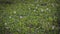 Grass Field With Flowers And Insects