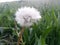 Grass field natural environmental cattle dandelion seeds