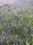 Grass field natural environmental cattle dandelion seeds