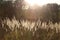 Grass on the field stands in the sunlight