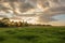 Grass on the field during sunrise. Agricultural landscape in the summer time