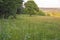 Grass on the field during sunrise agricultural landscape in the summer time with clean sky