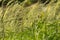 Grass field woth stipa capillata with blur background