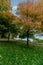 The grass filled with maple leaves by the lakeside - Fall in Central Canada, ON