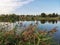 Grass flowed over the pond