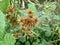 Grass flower bidens with the nature green