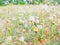 Grass flower blur background