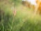 Grass flower on blurred background with sunray