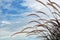 Grass flower field with blue sky