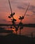 Grass flower in front of sunset looks beautiful