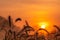 Grass flower in the morning at sunrise with golden sunshine. Flower field in rural. Orange meadow background. Wild meadow grass