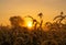 Grass flower in the morning at sunrise with golden sunshine. Flower field in rural. Orange meadow background. Wild meadow grass